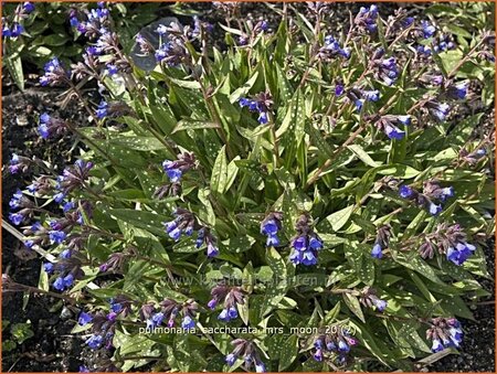 Pulmonaria saccharata &#39;Mrs Moon&#39;