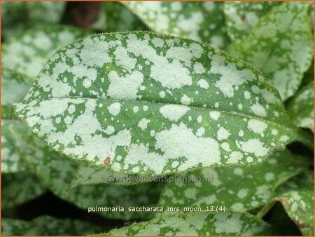 Pulmonaria saccharata &#39;Mrs Moon&#39;