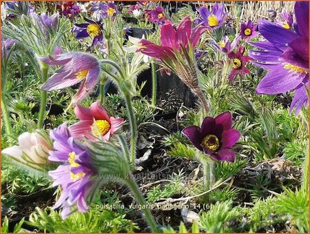 Pulsatilla vulgaris &#39;Papageno&#39;