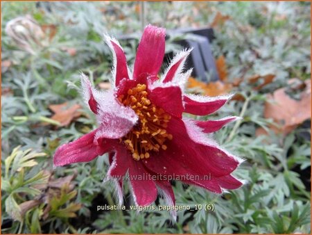 Pulsatilla vulgaris &#39;Papageno&#39;
