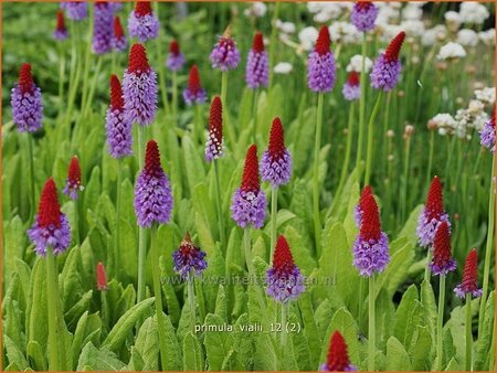 Primula vialii