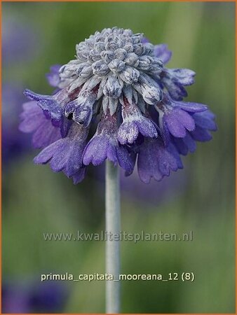 Primula capitata mooreana