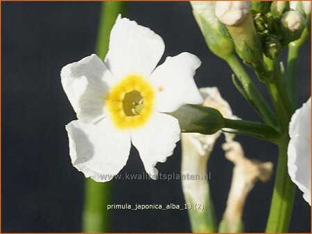 Primula japonica &#39;Alba&#39;