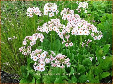 Primula japonica &#39;Apple Blossom&#39;