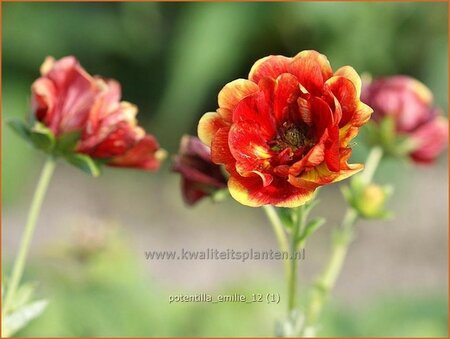 Potentilla &#39;Emilie&#39;