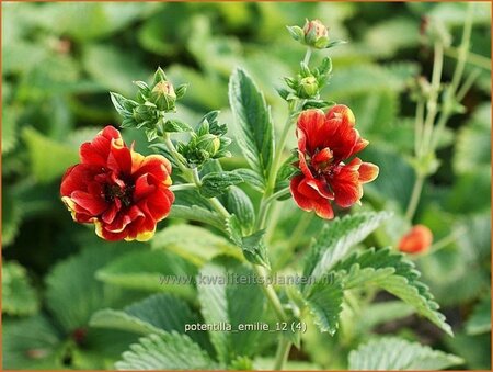 Potentilla &#39;Emilie&#39;