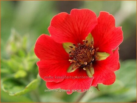 Potentilla &#39;Gibson&#39;s Scarlet&#39;