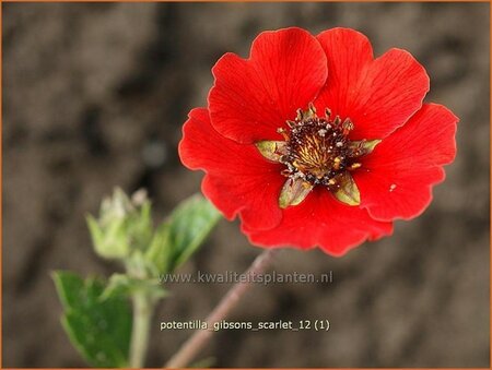 Potentilla &#39;Gibson&#39;s Scarlet&#39;