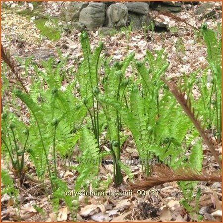 Polystichum braunii