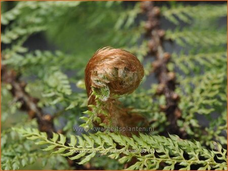 Polystichum polyblepharum