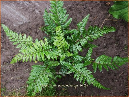 Polystichum polyblepharum