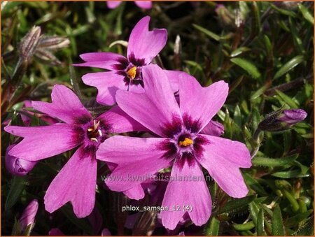 Phlox &#39;Samson&#39;