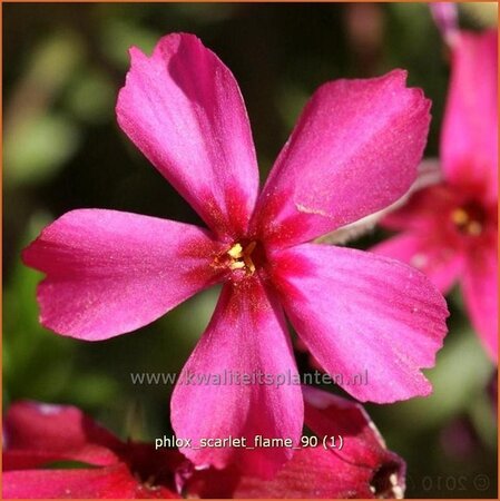 Phlox &#39;Scarlet Flame&#39;