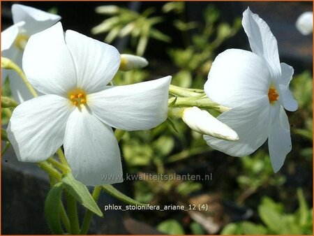 Phlox stolonifera 'Ariane'