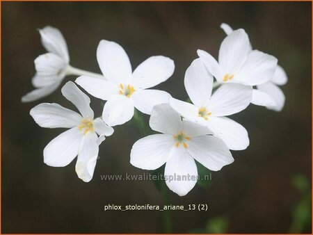 Phlox stolonifera 'Ariane'