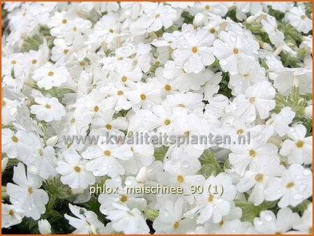 Phlox &#39;Maischnee&#39;