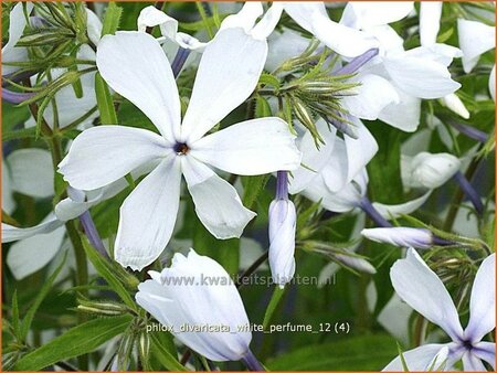 Phlox divaricata &#39;White Perfume&#39;