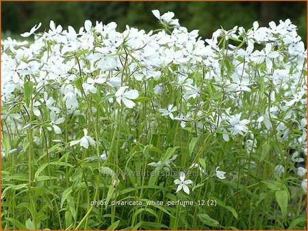 Phlox divaricata &#39;White Perfume&#39;