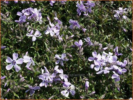 Phlox 'Benita'
