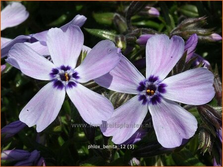 Phlox 'Benita'