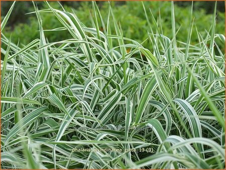 Phalaris arundinacea &#39;Picta&#39;