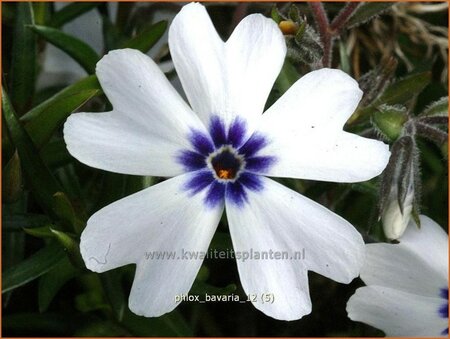 Phlox &#39;Bavaria&#39;