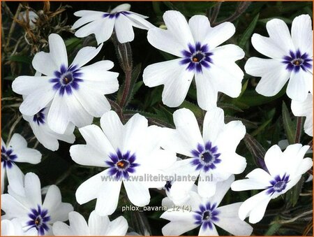 Phlox &#39;Bavaria&#39;