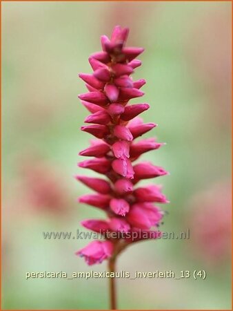 Persicaria amplexicaulis &#39;Inverleith&#39;