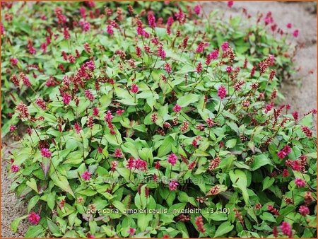 Persicaria amplexicaulis &#39;Inverleith&#39;