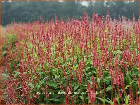 Persicaria amplexicaulis &#39;Orangofield&#39;