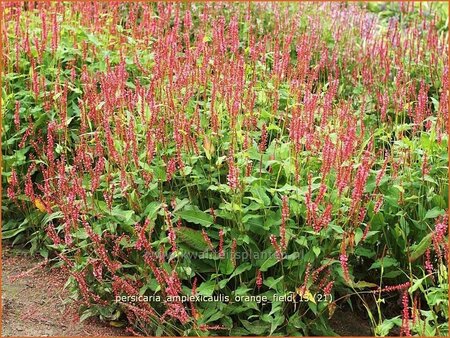 Persicaria amplexicaulis &#39;Orangofield&#39;