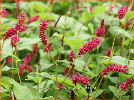 Persicaria amplexicaulis pendula