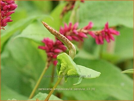 Persicaria amplexicaulis pendula