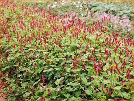 Persicaria amplexicaulis &#39;Taurus&#39;