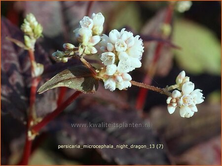 Persicaria microcephala &#39;Night Dragon&#39;
