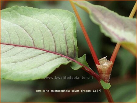 Persicaria microcephala &#39;Silver Dragon&#39;