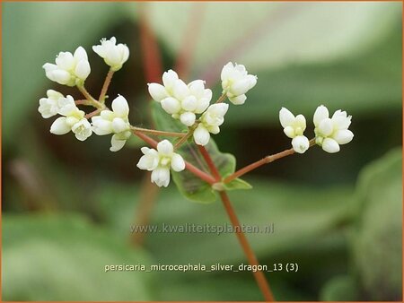 Persicaria microcephala &#39;Silver Dragon&#39;