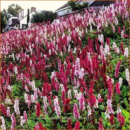 Persicaria affinis &#39;Darjeeling Red&#39;