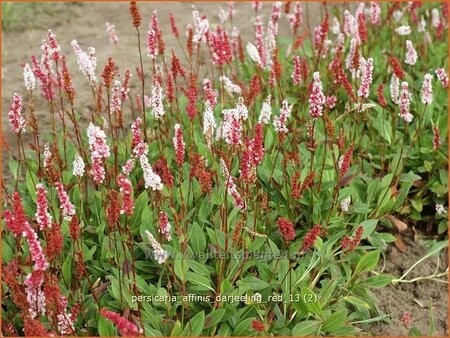 Persicaria affinis &#39;Darjeeling Red&#39;
