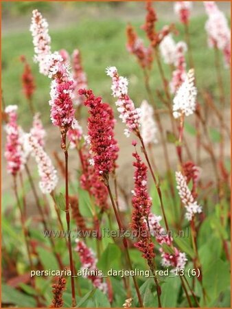 Persicaria affinis &#39;Darjeeling Red&#39;