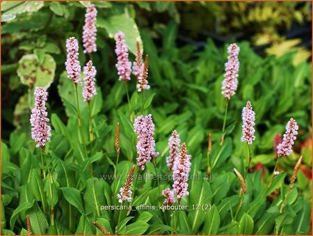 Persicaria affinis &#39;Kabouter&#39;