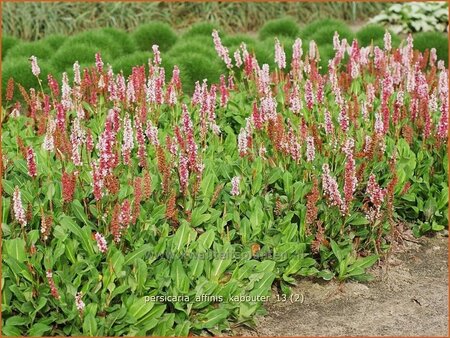 Persicaria affinis &#39;Kabouter&#39;