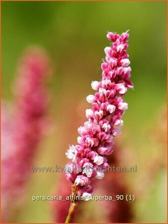 Persicaria affinis &#39;Superba&#39;