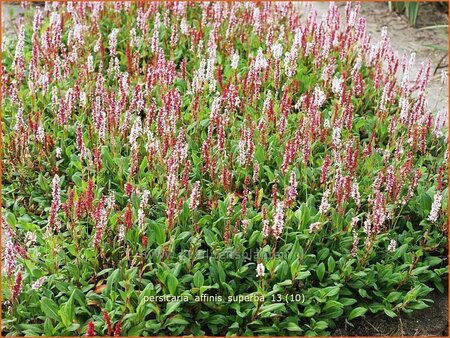 Persicaria affinis &#39;Superba&#39;