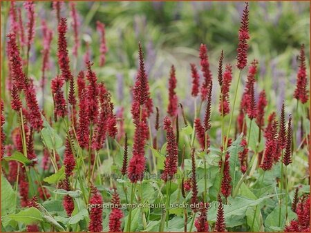 Persicaria amplexicaulis &#39;Blackfield&#39;