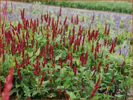 Persicaria amplexicaulis &#39;Blackfield&#39;