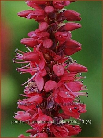 Persicaria amplexicaulis &#39;Blackfield&#39;