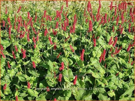 Persicaria amplexicaulis &#39;Fat Domino&#39;