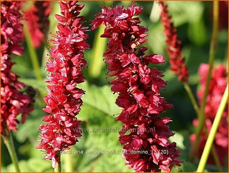 Persicaria amplexicaulis &#39;Fat Domino&#39;