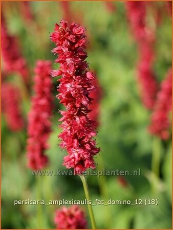 Persicaria amplexicaulis &#39;Fat Domino&#39;